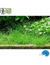 Image result for Eleocharis minuta