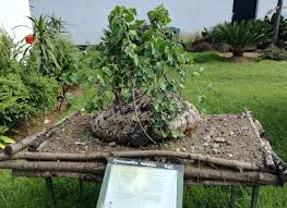 Image result for Pyrenacantha