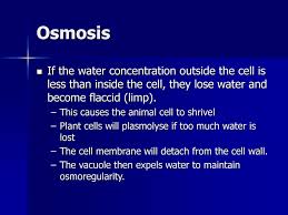 Maybe you would like to learn more about one of these? Cell Transport Cell Transport Occurs Across The Cell Membrane Ppt Download