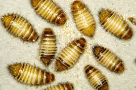 The three most common species of carpet beetle include: Best Ways To Detect And Treat Carpet Beetles Acacia Pest Control Geelong