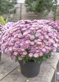 But there are so many other exquisite view any of our south african florists or artisans and uncover their vibrant selection of handcrafted blooms and gifts. Care Of Container Grown Mums Tips For Growing Chrysanthemums In Pots