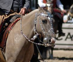 Huge collection, amazing choice, 100+ million high quality, affordable rf and rm images. Pin By Mika Ingerman On The Decorated Critter Horses Horse Costumes Horse Gear