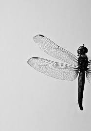 Black And White Insect With Wings Uk Enjoy The View Dragonfly Dragonfly Art Dragonfly Wings