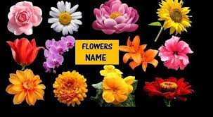Dahlia Flower Name In Hindi Best Flower Wallpaper