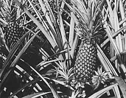 Order your white jade pineapple for sale today! Pineapple