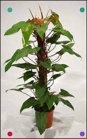 Philodendron Erubescens Red Leaf Philodendron How To Develop Low Light Philodendron Plants Philodendron Plant Plants Philodendron