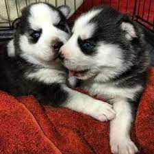 Pin On Siberian Huskies My True Passion