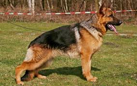 Favorite this post feb 25 male cornsnake to rehome (indianapolis). Akc Sable German Shepherd Puppies For Sale In Indianapolis Indiana Classified Americanlisted Com