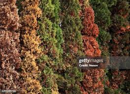 Image result for didymascella thujina