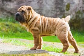 Our special shar pei will not only play with you, but also give you love, support, inner happiness and. Chinese Shar Pei Dog Breed Information And Characteristics Daily Paws