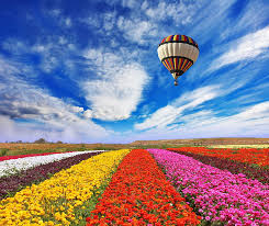 Many gardeners combine their purple flowers with different shades of purple or other hues to come up with new garden designs. White Red Yellow Purple And Pink Flower Field Field The Sky Clouds Hd Wallpaper Wallpaperbetter