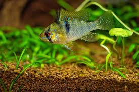 mi piace 432 commenti 21 l acquario di sofia acquariodisofia su instagram mikrogeophagus ramirezi un ciclide meraviglioso cichlids fish pet pets