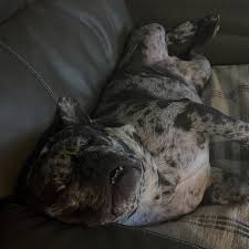 Ethel Bean and Edwin H (@marvelous_miss_ethel_bean) • Instagram photos and  videos