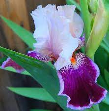 Iris Flowers Colors Three Color Dutch Iris Flower Jpg Hi Res 1080p Hd