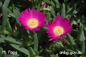Check spelling or type a new query. Pig Face Recipes Pickles Australian Native Plants Sustainable Garden Australian Plants