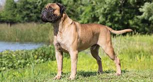 A bullmastiff's coat comes in 3 colours, red, fawn, and brindle, their muzzle and ears are usually darker and they sometimes have a splash of white on bullmastiffs have a square set to their heads which is achieved by their ears lying flat and framing the face. Bullmastiff Dog Breed Profile Petfinder