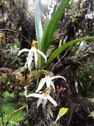 Image result for Jumellea