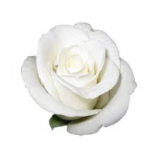 Pin By S K Y On P N G N I C H E In 2020 White Flower Png Rose Clipart White Rose Png