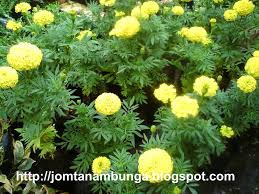 Wp memanggilnya bunga tahi ayam walau pun nama sebenarnya ialah pokok lantana camara. Jom Tanam Bunga Bunga Tahi Ayam Marigold Ke Lantana Camara