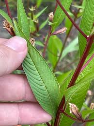 Image result for Ludwigia erecta