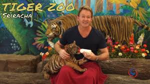 The tiger returns to the kill over the next few days for smaller snacks. The Amazing Sriracha Tiger Zoo Just Outside Of Pattaya Thailand Youtube
