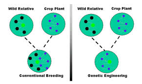Genetically modified organism (gmo), organism whose genome has been engineered in the laboratory in order to favour the expression of desired physiological traits or the generation of desired biological products. Genetic Engineering And Gm Crops Isaaa Org