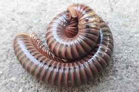 We did not find results for: Blog Keeping Centipedes And Millipedes Out Of Your Home