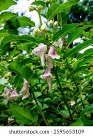 Image result for Sesamum radiatum