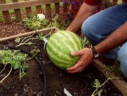 How to grow watermelons from seed. How To Grow Watermelon How Tos Diy