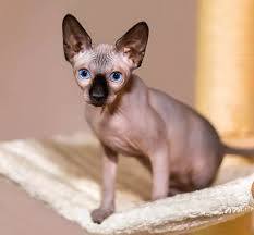 ‪What Cats are Hypoallergenic in Cincinnati, OH? | Carey Animal Hospital‬‏