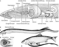 Maybe you would like to learn more about one of these? Neunaugen Lexikon Der Biologie