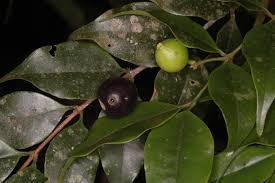 Image result for Memecylon sp. D