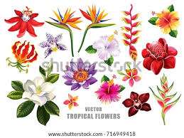 Check spelling or type a new query. Frangipani Clipart Exotic Flower Tropical Flower Clipart Stunning Free Transparent Png Clipart Images Free Download