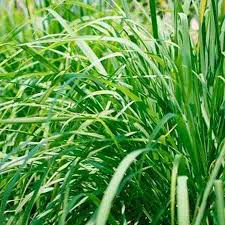 Image result for Cymbopogon nardus
