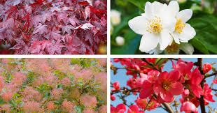 They fruit well on a small contained tree. Top Plant Choices For Cool Climate Gardens Flower Power