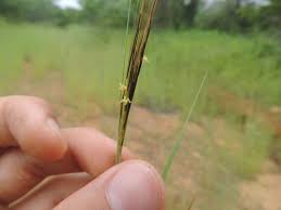 Image result for Andropogon perligulatus
