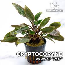 Cryptocoryne wendtii is a plant that is native to the island nation of sri lanka. Cryptocoryne Wendtii Rot Premium Buces