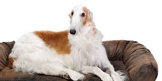 The breed was used by the russian. The Complete Guide To The Borzoi Dog
