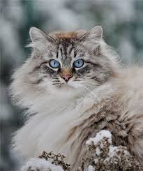 Little Ball Of Fur Siberian Cat Beautiful Cats Pretty Cats