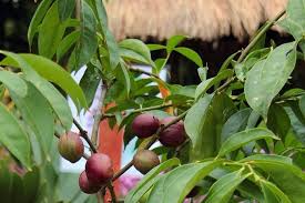 Masyarakat meyakini bahwa buah mahkota dewa bisa membawa kesembuhan yang ampuh mengatasi radang, meredakan rasa sakit hingga memiliki antioksidan tinggi yang bisa. Manfaat Tanaman Herbal Daun Mahkota Dewa Sangat Bagus Bagi Kesehatan Tubuh Borneo24 Com