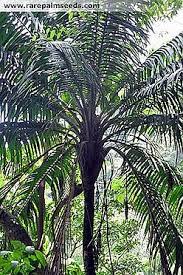 Image result for Rungia paxiana