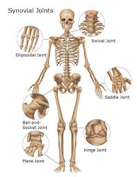 Here are some joints and their categorizations. Skeletal System Skeleton Bones Joints Cartilage Ligaments Bursae