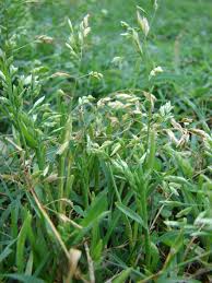 Image result for Poa