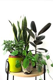 5 tips for moving your houseplants indoors for the winter. Keep Your Houseplants Alive With These Winter Survival Care Tips Plants Indoor Plants Winter Plants