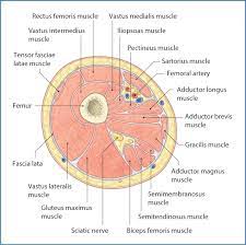 Learn about cross sectional anatomy with free interactive flashcards. Anteromedial Thigh Basicmedical Key