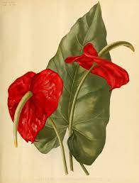 200772 Anthurium Atrosanguineum Hort The Garden An Illustrated Weekly Journal Of Horticulture In Watercolor Flowers Paintings Anthurium Flower Art Drawing