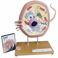 Anatomy of the animal cell the lack of a rigid cell wall allowed animals to develop a greater diversity of cell types, tissues, and organs. Frey Scientific 1015723 Typical Animal Cell Model Buy Stuff Store