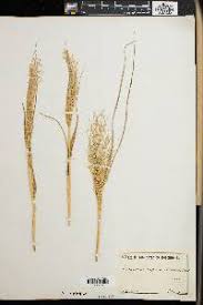 Image result for Eragrostis botryodes