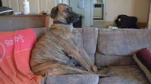 Take a look at this article to better understand why great dane's sit on everything. Funny Great Dane Sitting On Couch Youtube
