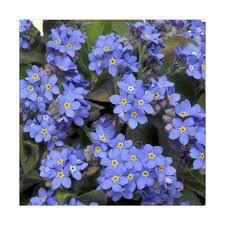 Check spelling or type a new query. Haira Seed Benih Bibit Bunga Forget Me Not Tanaman Terbaru Agustus 2021 Harga Murah Kualitas Terjamin Blibli